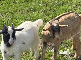 Three pygmy wethers