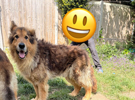 Friendly GSD boy