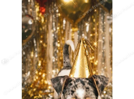 Jack russell X dachshund