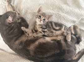 STUNNING LITTER READY FOR FOREVER HOMES