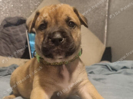 Bull herder - 7 weeks old (3 boys left)