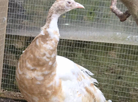 Yearling peahen peach