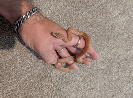 Female African house snake.