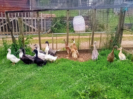 Indian Runner, Swedish & Crested Bantam females