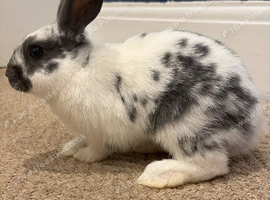 2 mini lop cross for sale READY NOW