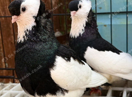 pair of feligazers