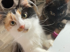 Two older kittens