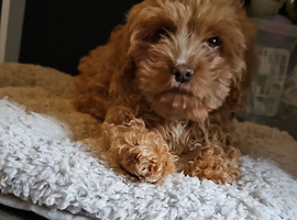Beautiful male apricot cockerpoo puppy