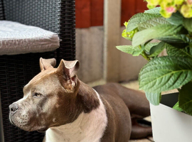 Sofia is looking for a suitable family