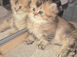 British Longhair & Shorthair