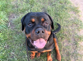 Rottweiler  puppy