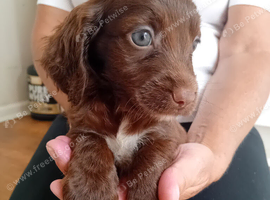 3 puppies for sale