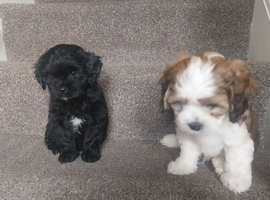 Lhasa apso puppys