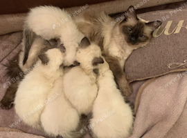 Ragdoll kittens