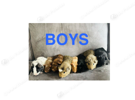 X8 baby boys guinea pigs
