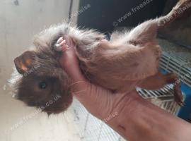 8wk old baby boar