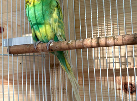 Budgies for sale