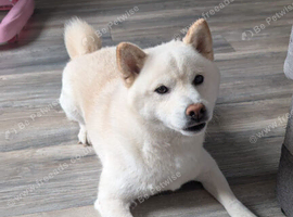 Beautiful 4-Year-Old Male Shiba Inu Looking for a Loving Forever Home