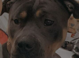 Female American bully abkc registered
