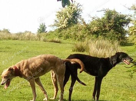 Lurcher pups