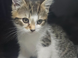 2 adorable female kittens
