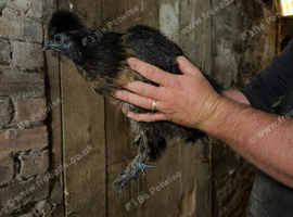 POL black silkie hen