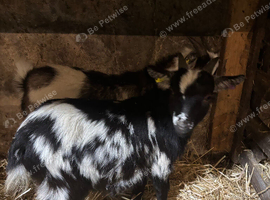 2 lovely coloured small Pygmy weathers