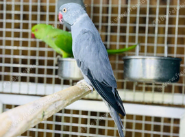 Ring neck parrot