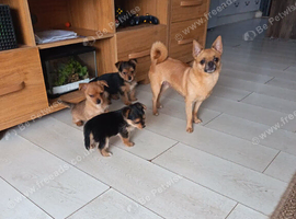 2x Yorkshire terrier x Pomeranian