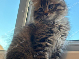Kitten