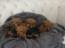 2 girls left chiweenies