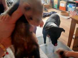 6 baby ferret