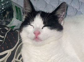 Kitten