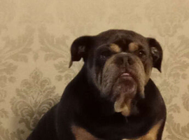 Female bull dog