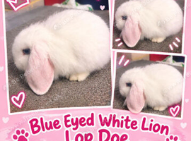 Blue Eyed white Lionlop Doe