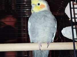 Baby cockatiel