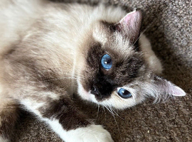 Ragdoll GCCF & TICA ACTIVE - Experienced breeding queen