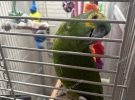 Blue fronted Amazon