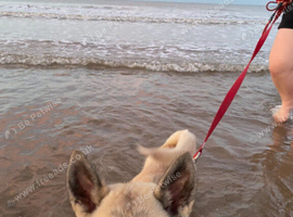 American akita male