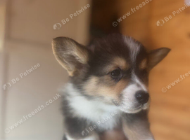 Kc Pembroke corgi puppies