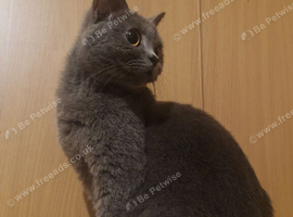 Healthy Pedigree Cats & Kittens for Sale &ndash; Moving House