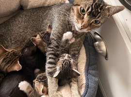 Kittens ready for their forever homes