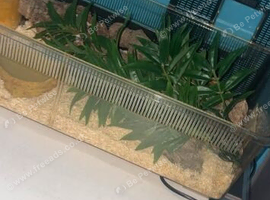 Californian king snake with set up