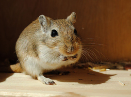Cute gerbil for adoption