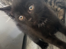 Kitten for sale