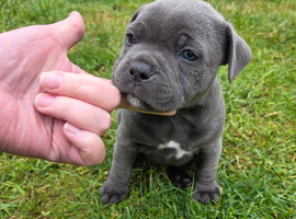 Last KC Staffy