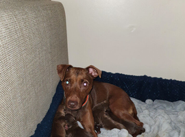 Patterdale Puppies