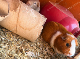 3 female guinea pigs