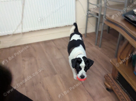 Jack Russell cross plummer terrier