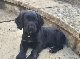 Cocker spaniel